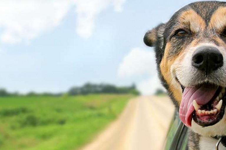 Trends in the Pets Supplement Market