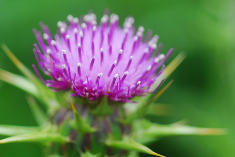 Milk Thistle: A Powerful Liver Protectant