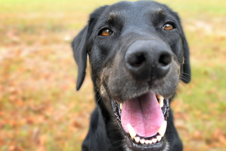 Opening a Pet Supplement Line? Let Zinc be the Debut
