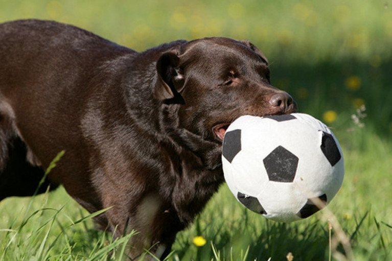 Pet Supplements Striking the Market