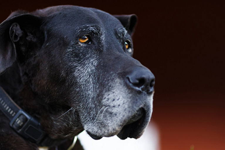 Keeping Your Old Dog Healthy and Happy