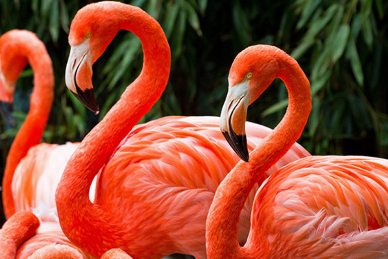 All You Need to Know About Astaxanthin