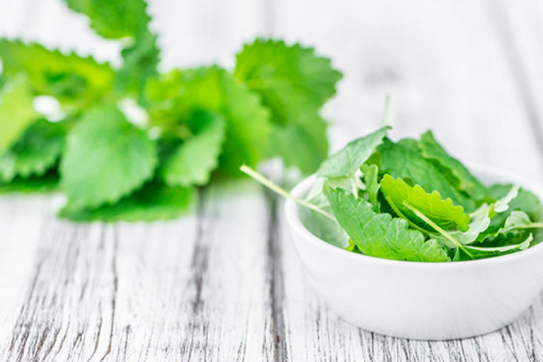 Lemon Balm... It’s Kinda the Bomb