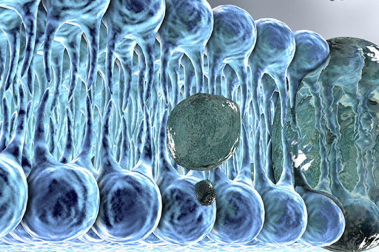Why You Want Quality Phosphatidylserine in Your Private Label Products