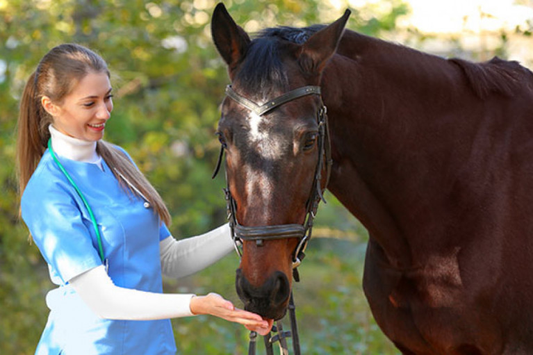 Horse Supplements for Horse Care