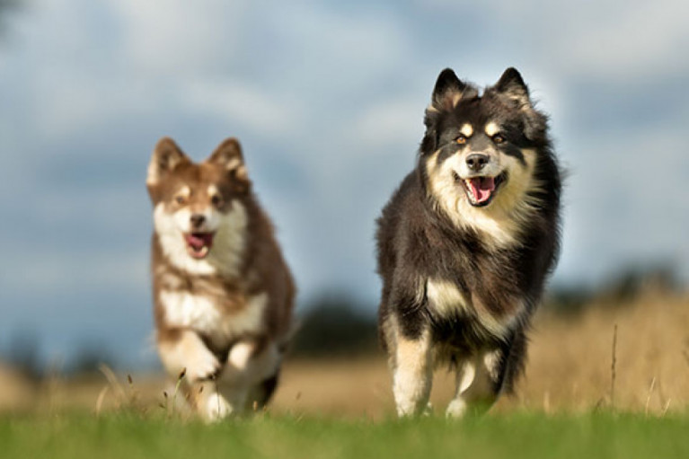Krill Oil for Healthy Pets: Premium Pet Supplement Manufacturer Services