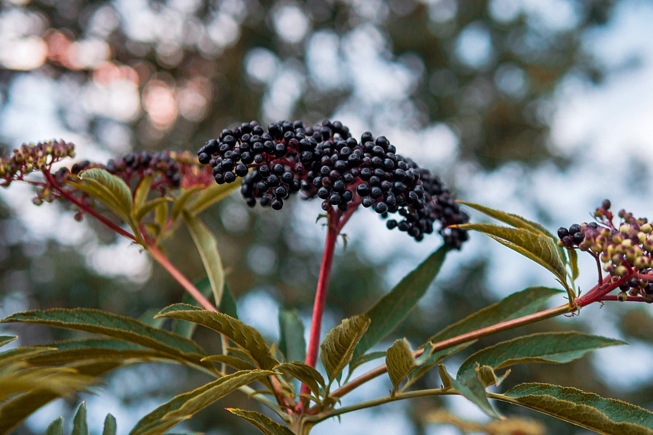 All About Elderberry, Your Next Supplement Manufactured