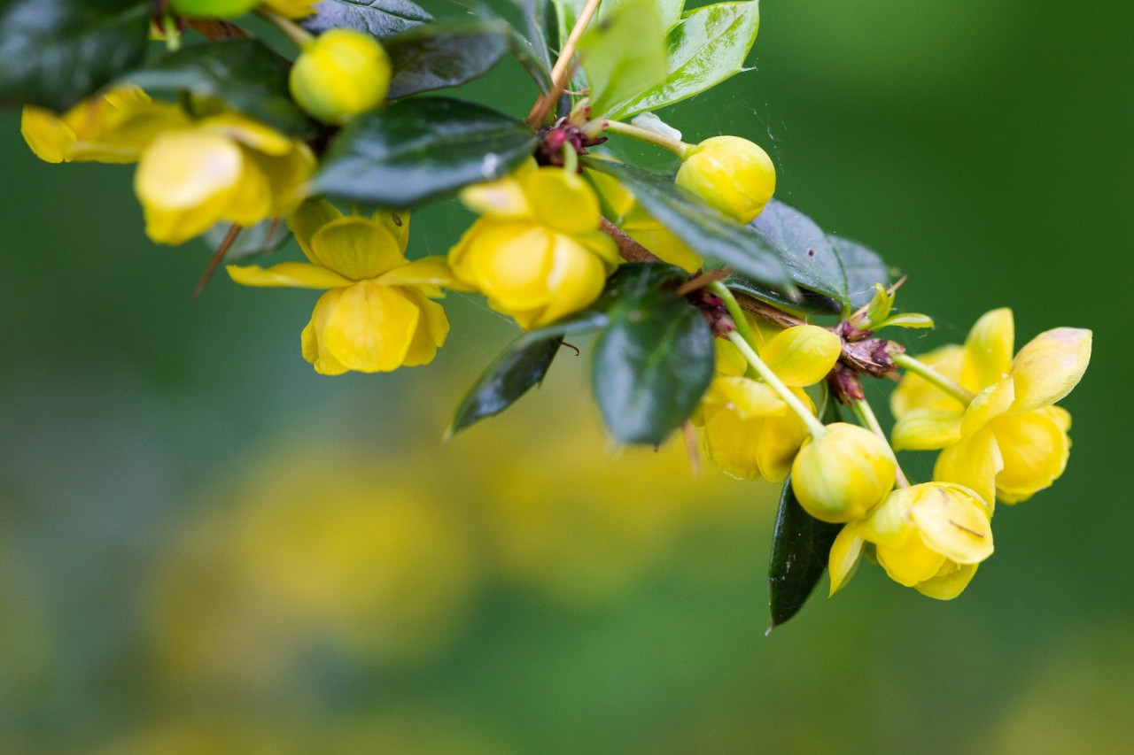 Crafting Beneficial Berberine Supplements and Why Makers Nutrition Should Be Your Top Choice for Manufacturing and Distributing Them