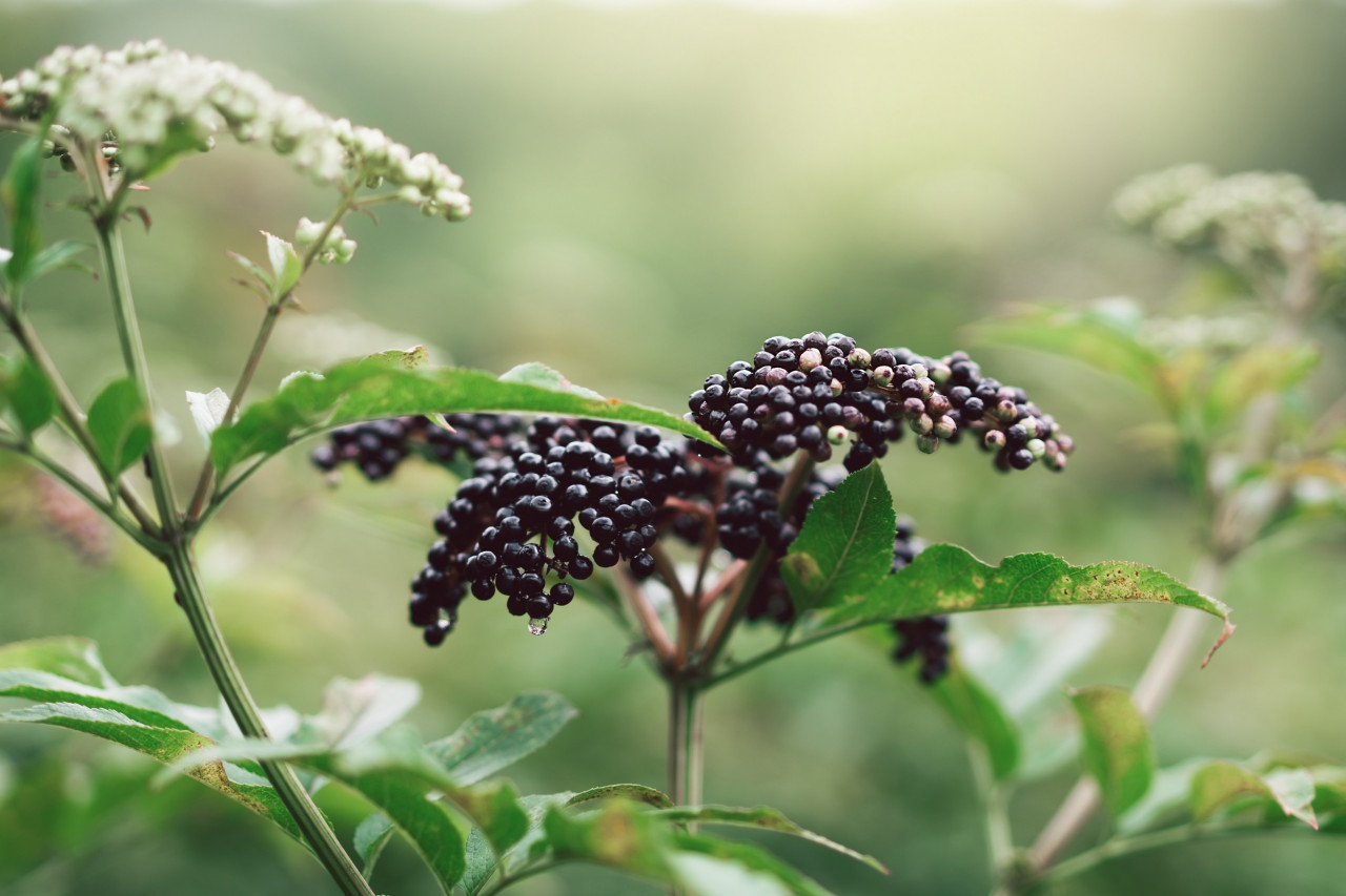 Elderberry Supplements for Weight Management: A Natural Solution for Metabolic Health