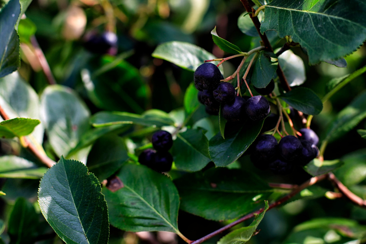 How Aronia Berry and Other Supplements Can Help Support Cell Production