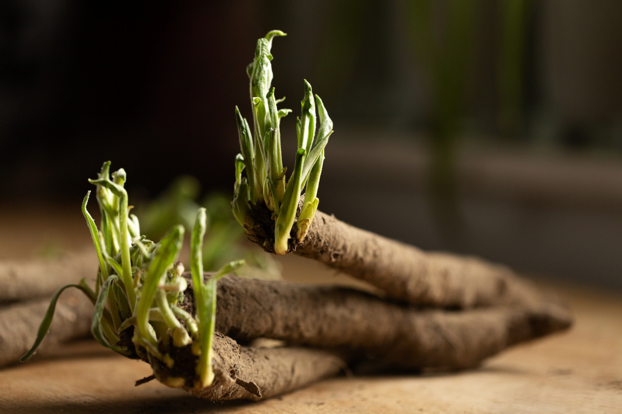 Inulin, Chicory Root, and Other Prebiotics to Power Up Your Gut Health Line