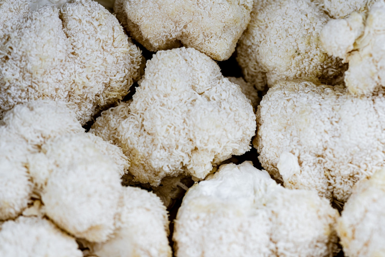 Lion’s Mane for Memory: Manufacture Supplements for the Mind (and Nerves)