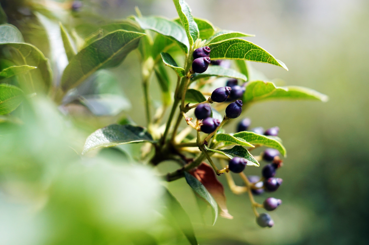 Manufacture Bilberry Supplements for Eye Health and Wellness