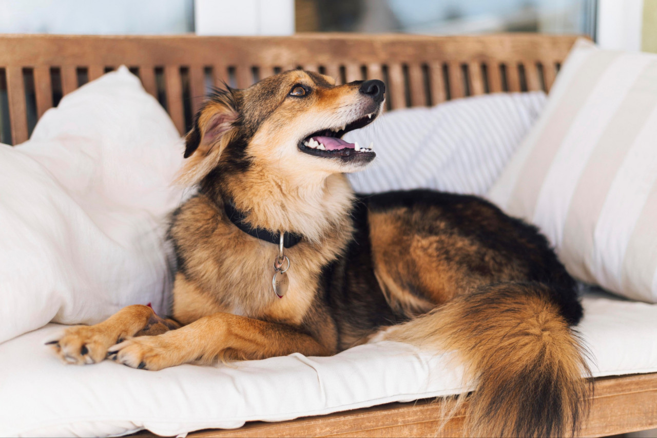 Manufacturing Private Label Allergy Supplements for Dogs