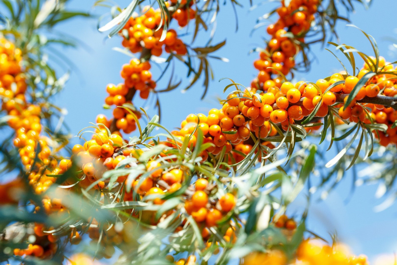 Manufacturing Sea Buckthorn Supplements
