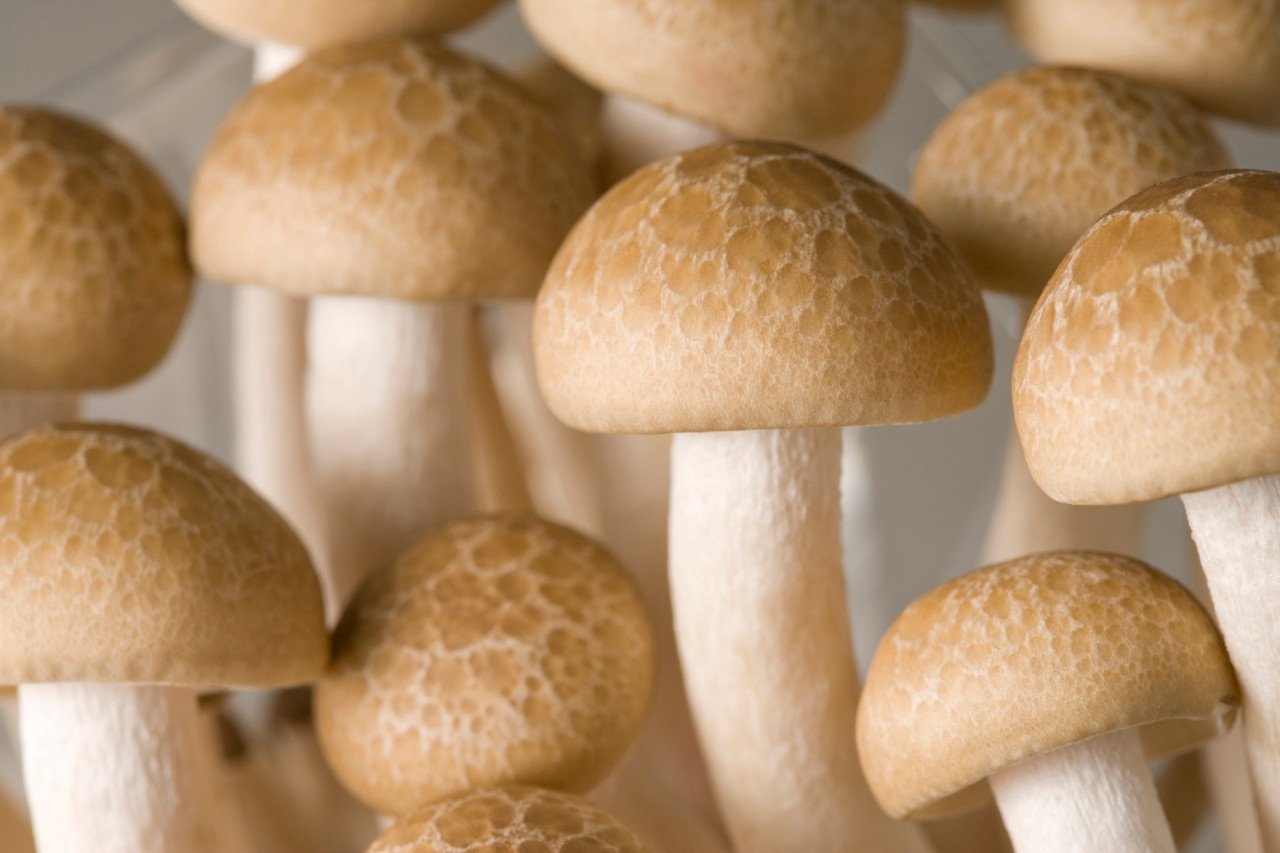 Mushroom Extract Powder for Supplement Beverages: The Future of Functional Drinks