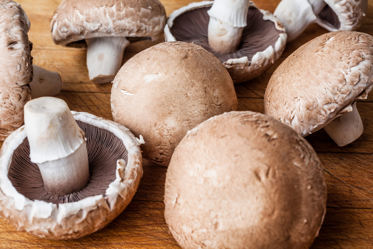 Mushroom Gummy Supplements: A Growing Trend in Functional Wellness