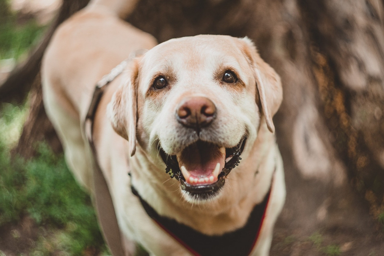 Pet Supplement Manufacturing