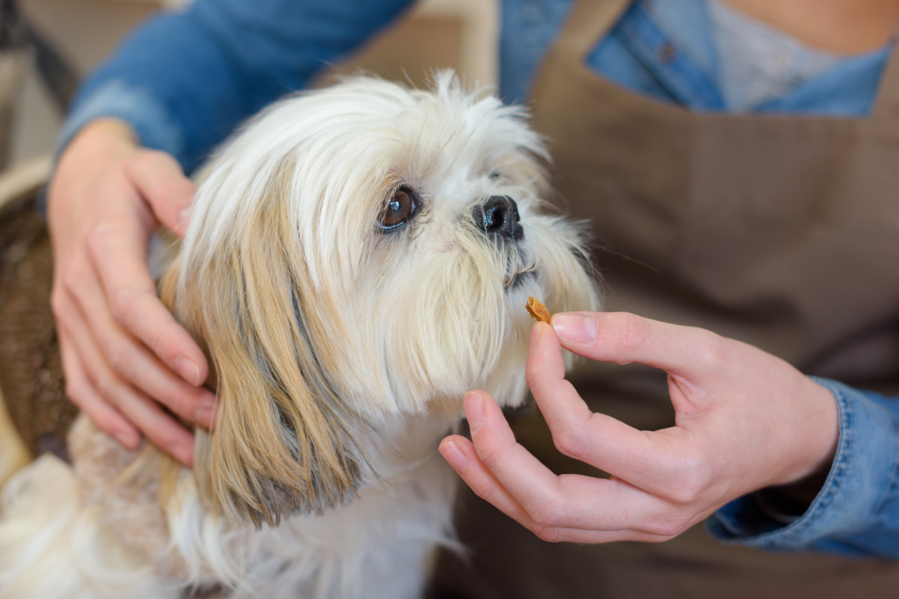 Pet Vitamins and Supplements to Manufacture this Year