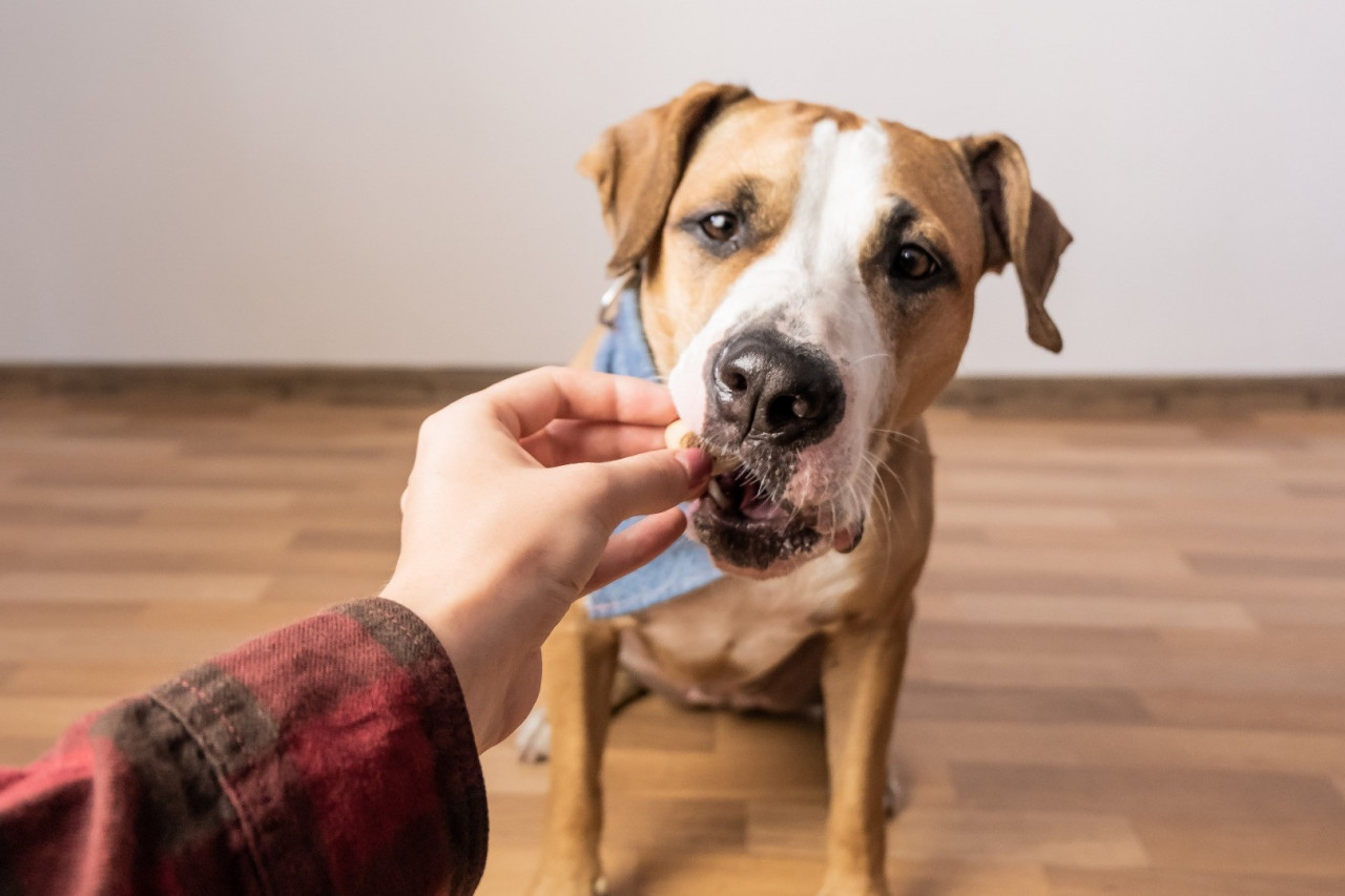 Rapid Growth on the Pet Supplement Market and Makers Nutrition’s Role in Shaping Canine Wellness