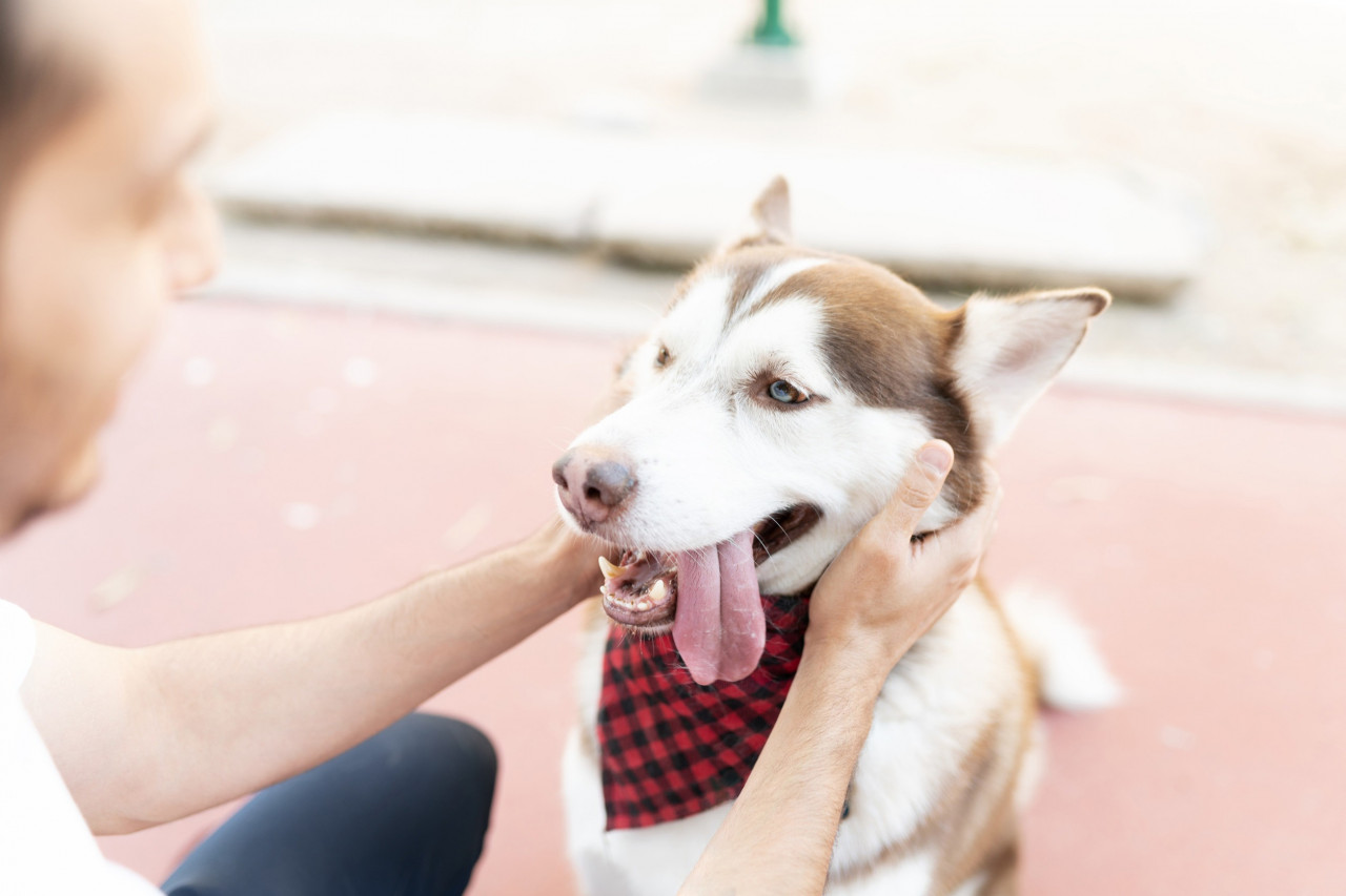 The Future of Pet Supplements: How Brands Can Win in a Rapidly Growing Market