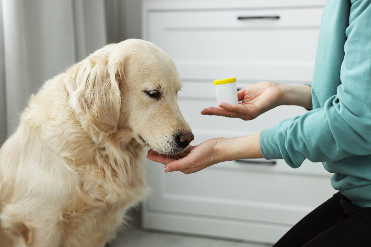 The Pet Supplement Boom: Why More Brands are Investing in Pet Health