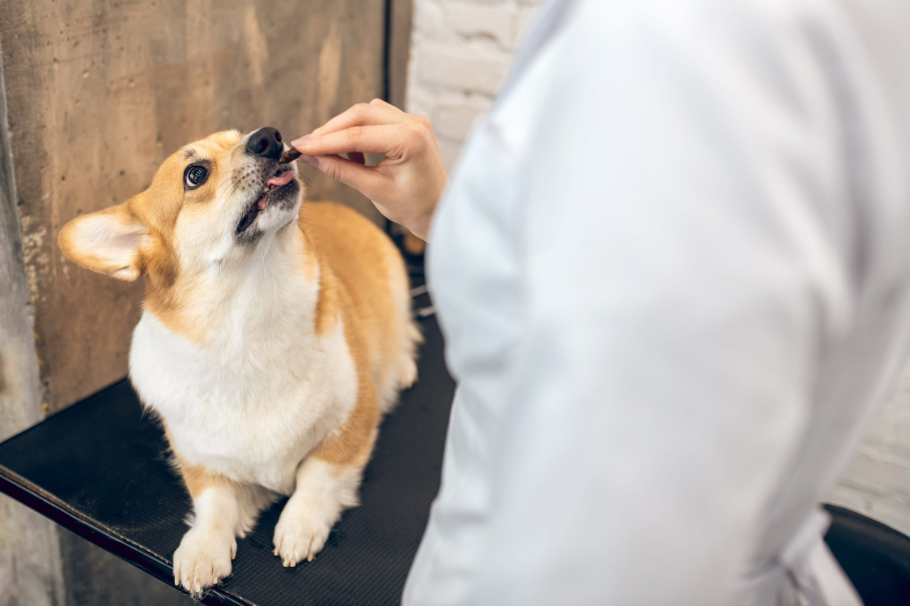 Top-Selling Supplements for Pets