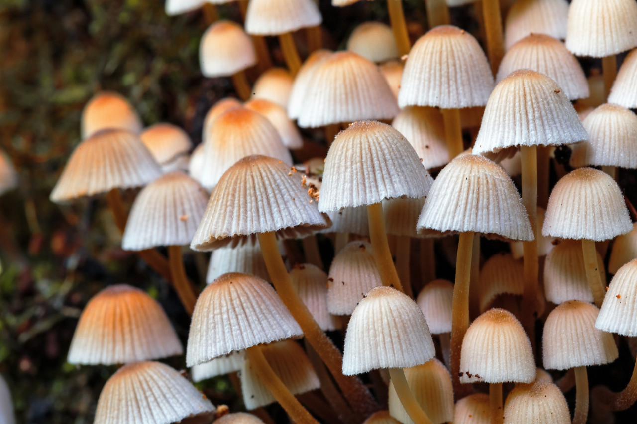 Unlocking the Power of Mushroom Extracts in Dietary Supplements: Brain Benefits and Beyond