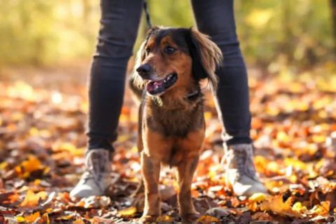 Why Brands Should Leverage Makers Nutrition’s Stock Pet Formulas