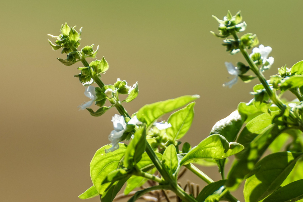 Why Now is the Time to Manufacture Holy Basil Supplements with Makers Nutrition