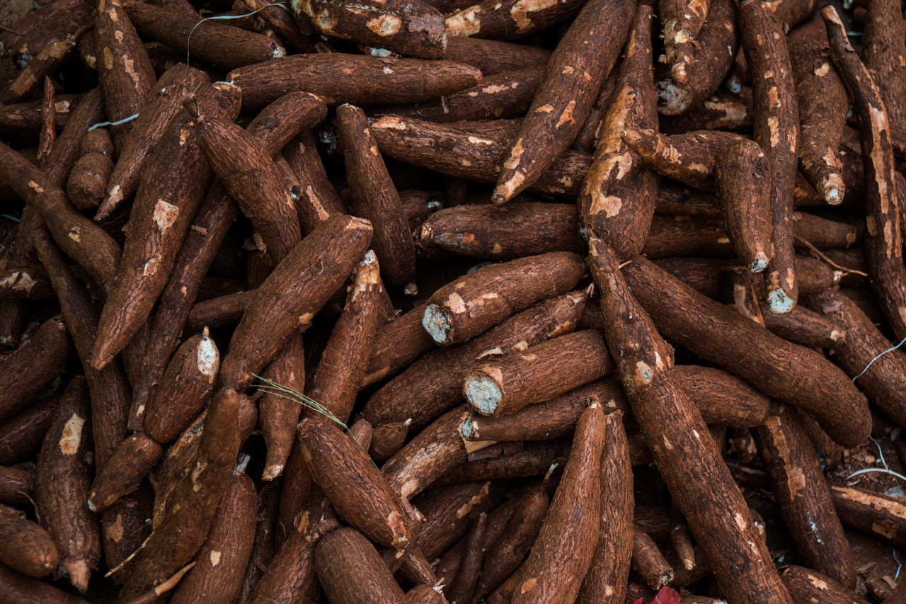Yucca Root Products: A Growing Opportunity for Forward Thinking Supplement Brands