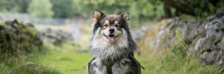Pet Supplements