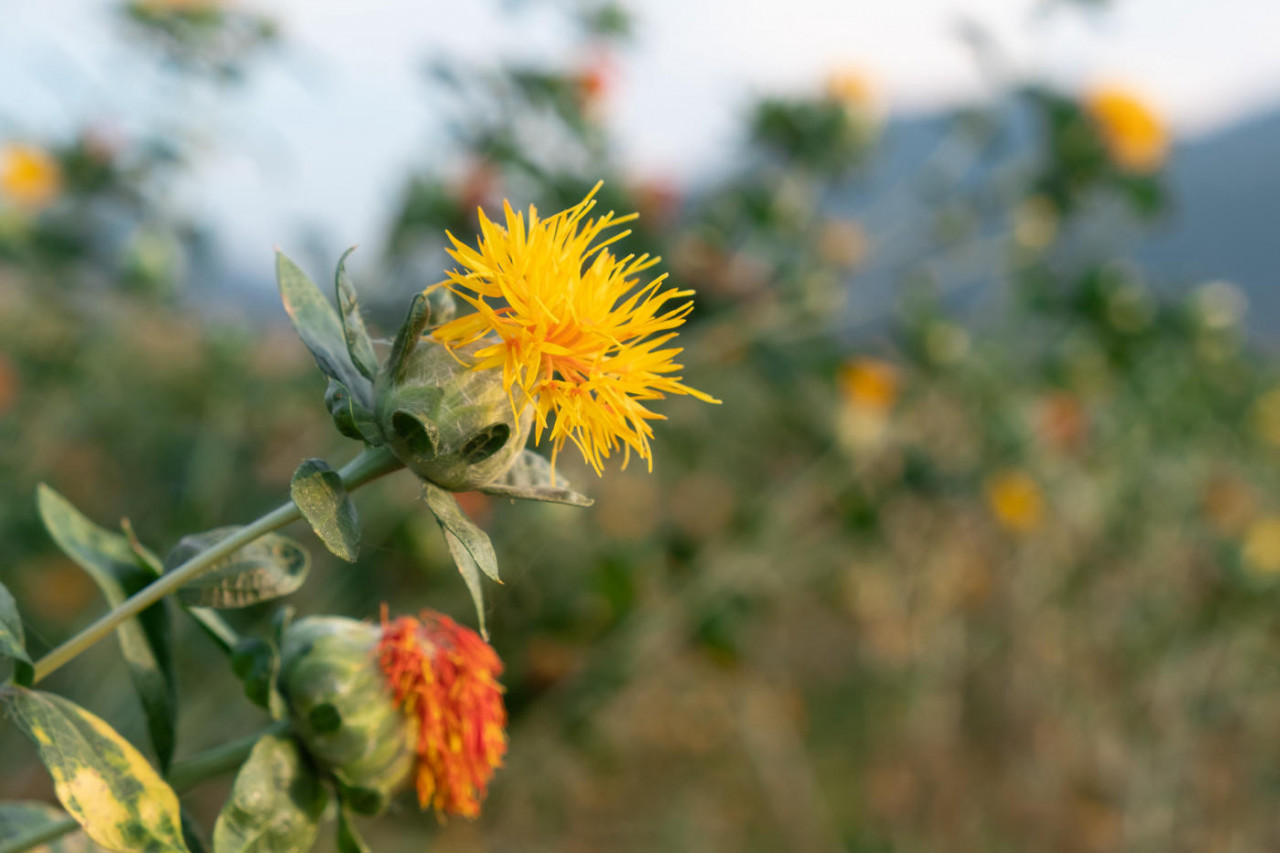 We Use Safflower Oil /w 80% CLA Content from the Seed