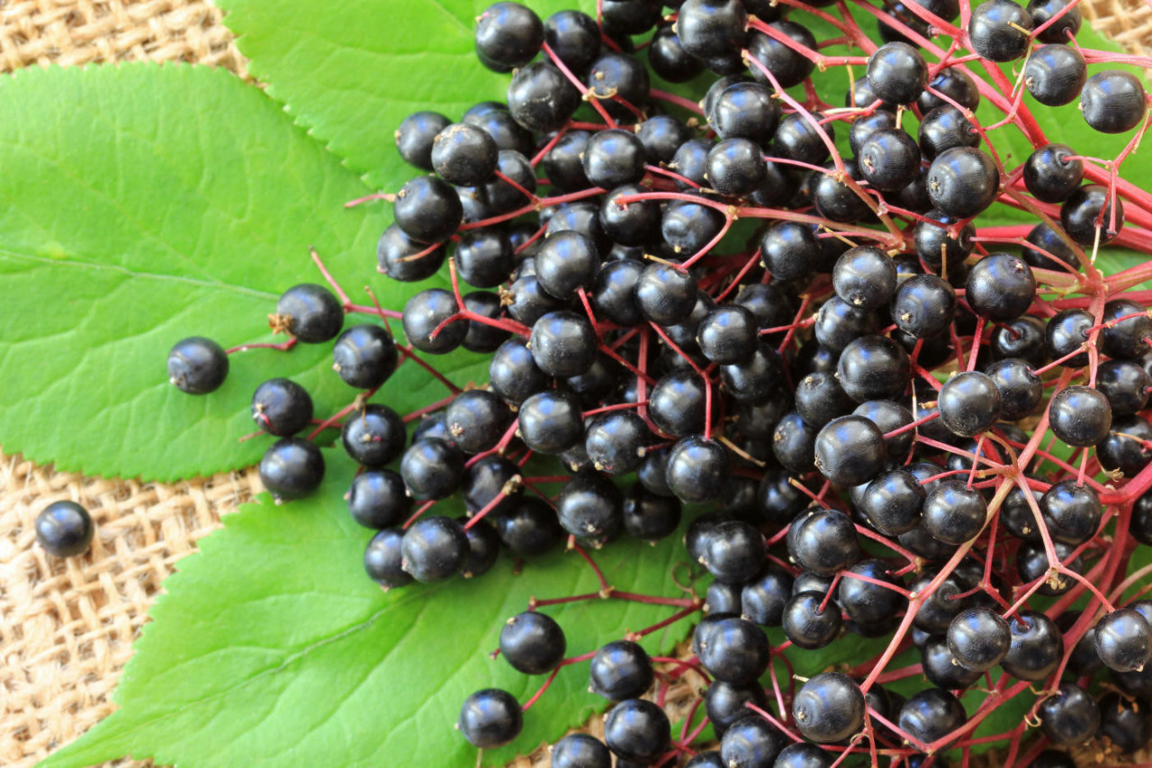 Elderberry Supplement Manufacturer