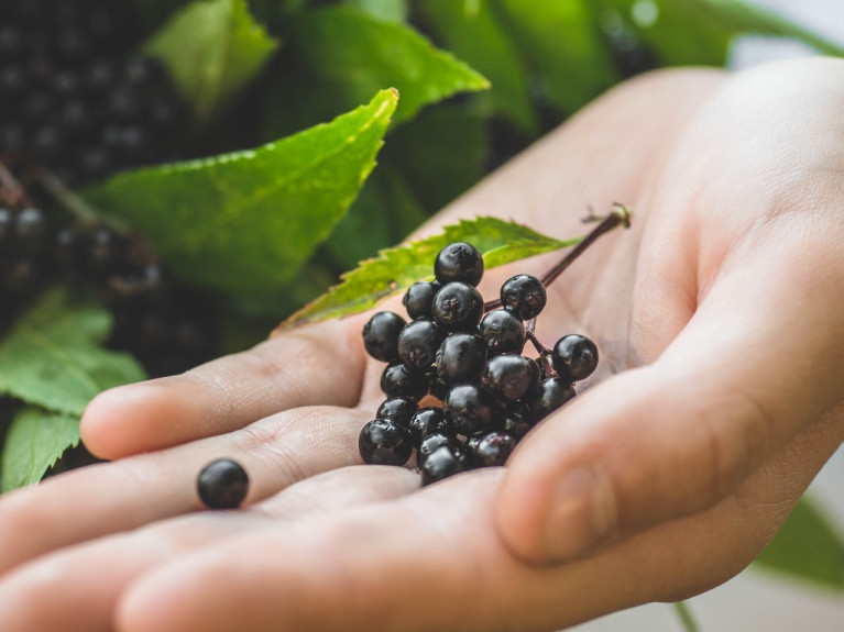 Nutraceutical Elderberry Manufacturing