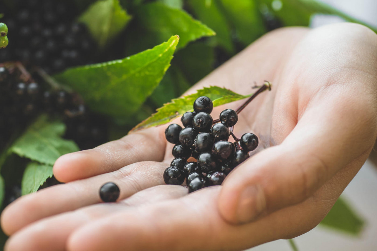 Custom and Private Label Elderberry Formulas
