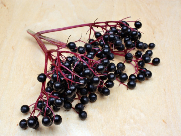 Superior Elderberry Supplement Manufacturer