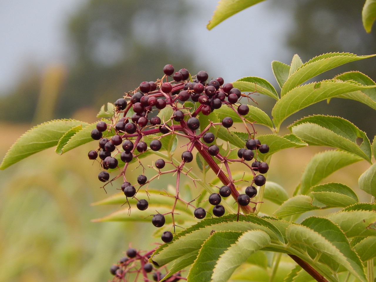 What is Elderberry