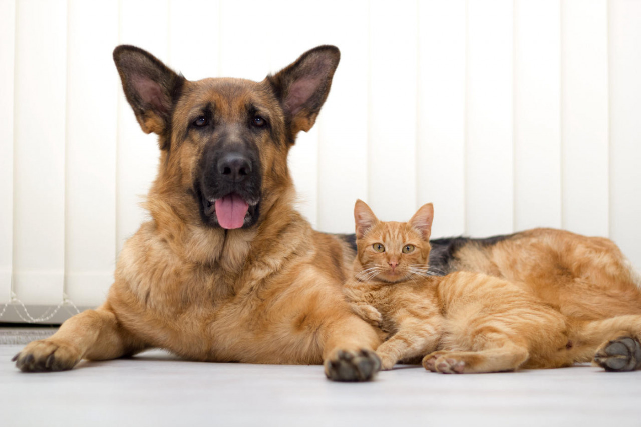 Nutraceuticals for Animals