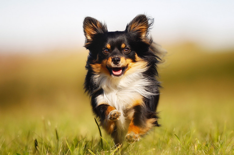 Manufacture Dog Supplements