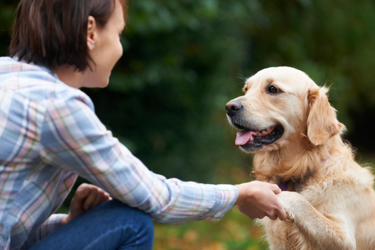 Manufacturing Vitamins for Dogs and Cats
