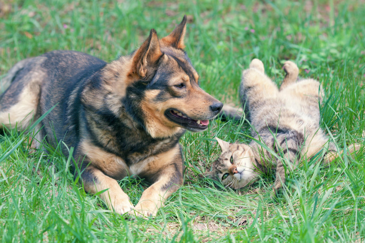 Pet Vitamin Manufacturer