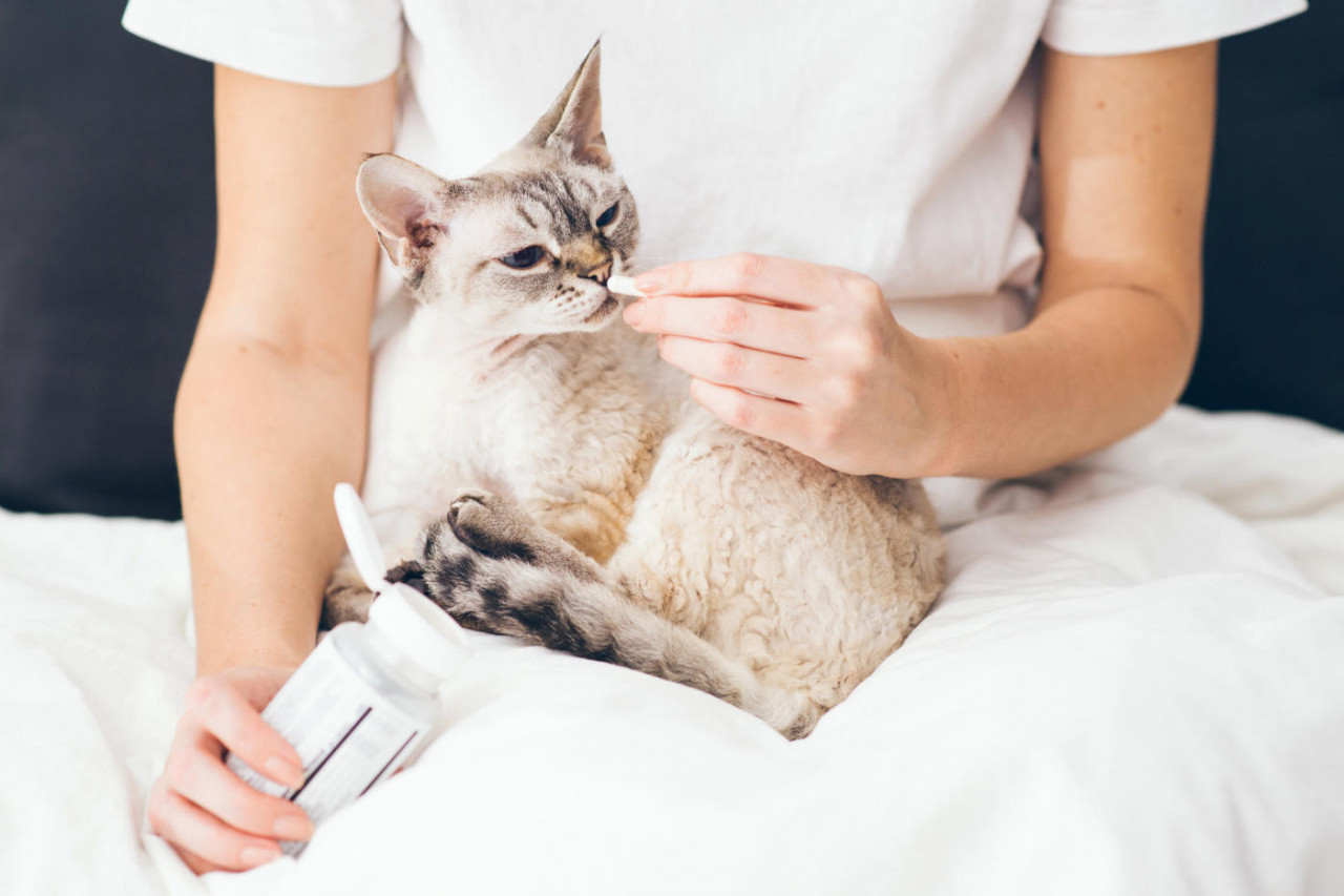 Label Design for Pet Products