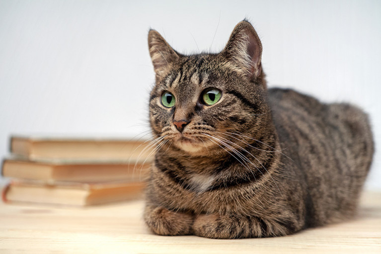 Popular Supplements for Cats