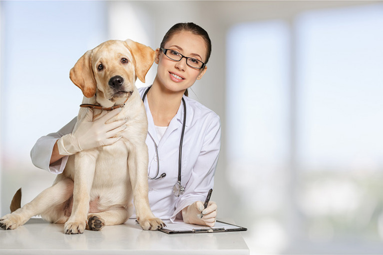 Popular Supplements for Dogs