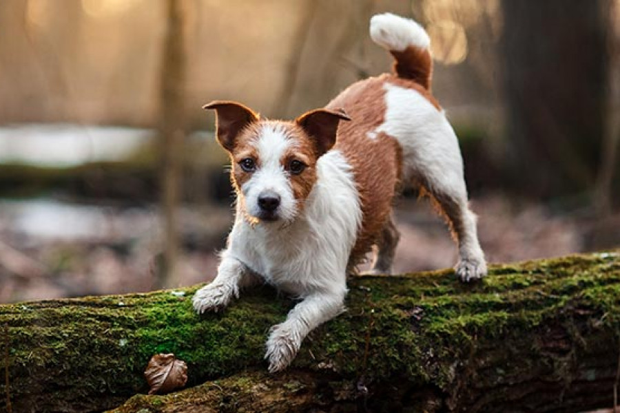 can a apple core kill a dog