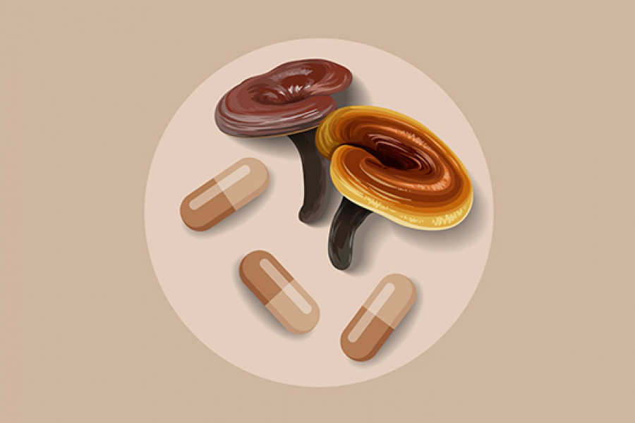 Mushroom Extract Supplement Manufacturing